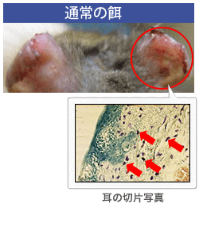 通常の餌を与えた場合