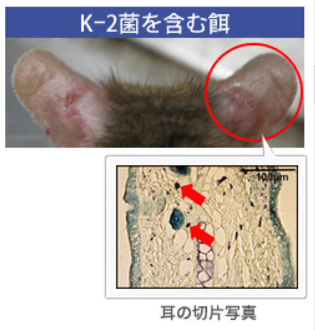 K-2菌を含む餌