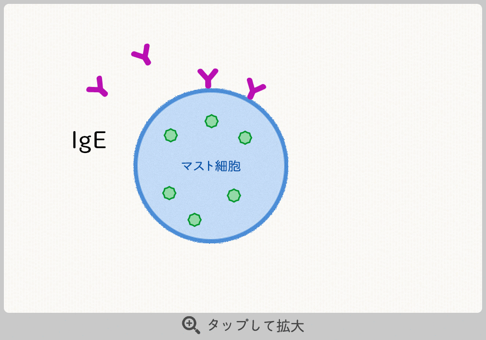 アレルギー発症のメカニズム