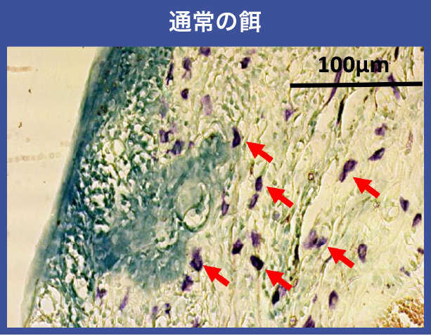 通常の餌：耳の切片写真