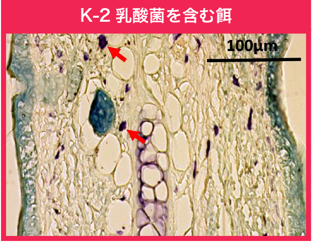 K-2乳酸菌を含む餌：耳の切片写真